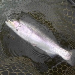 大安トラウトレイク 釣果